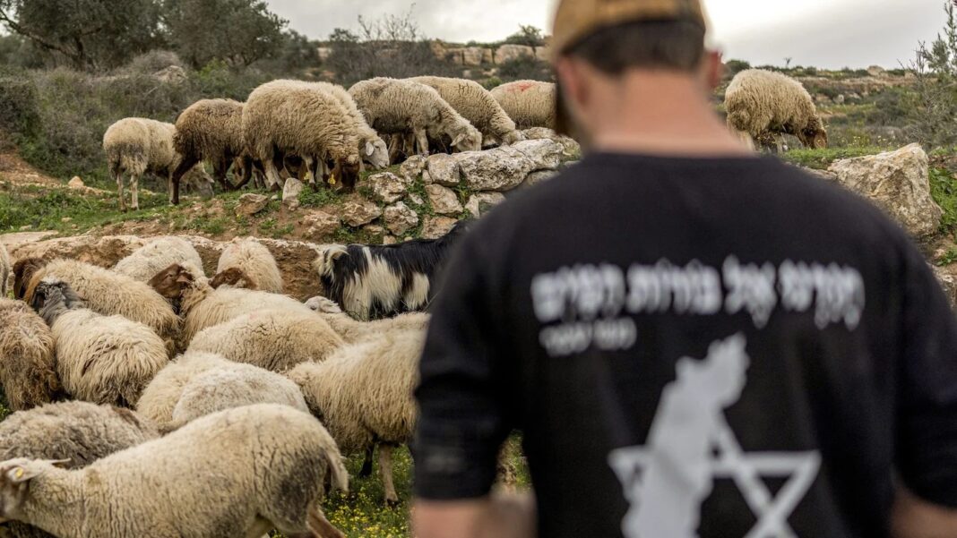 Israeli Settler Filmed Attacking Cats in West Bank Israeli Settler Filmed Attacking Cats in West Bank