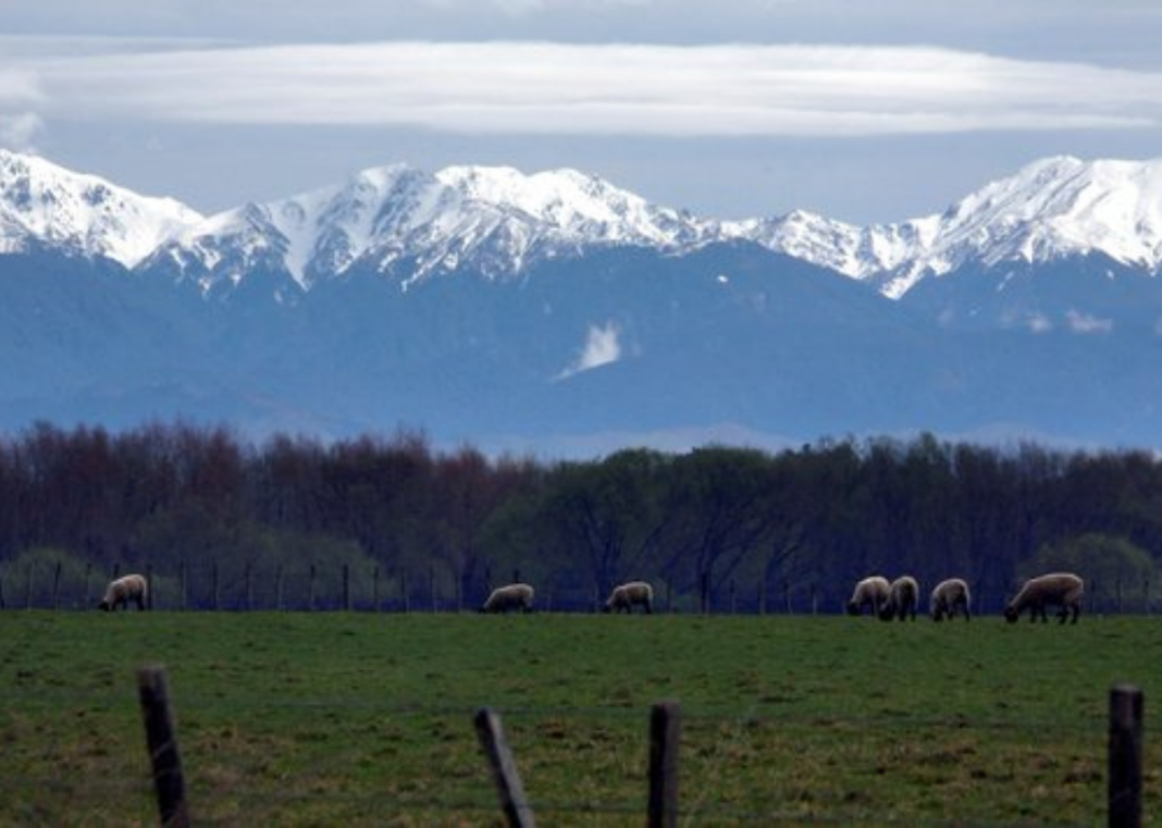 New Zealand Backs Native Forest Nature Credit Market New Zealand Backs Native Forest Nature Credit Market