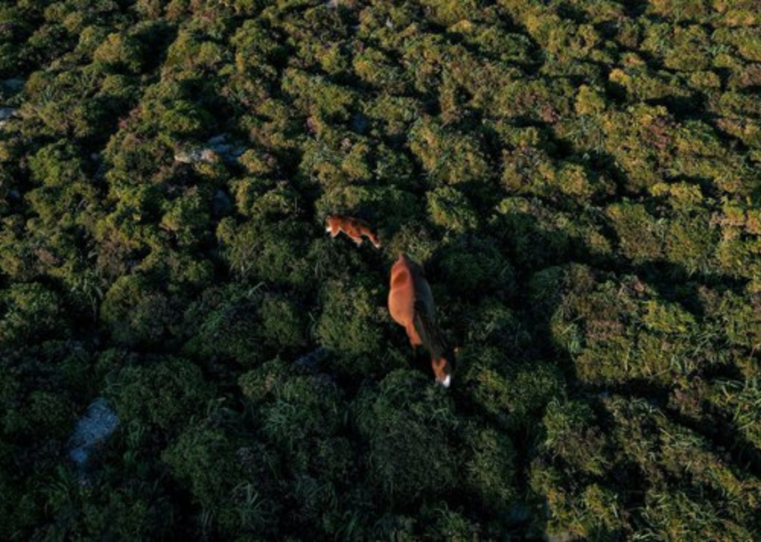 Biodiversity Loss Could Cost Nations $162B in Debt